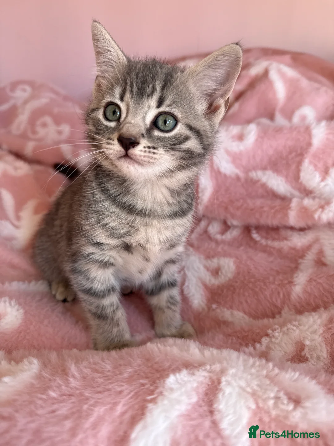 Mixed Breed cats for sale: Two stunning girls - Advert 4
