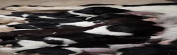 English Springer Spaniel dogs for sale: Beautiful Springer Spaniel Puppies for sale in Honiton - Advert 11