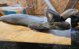 Continental Giant rabbits for sale: Continental Giants Merle - Image 27