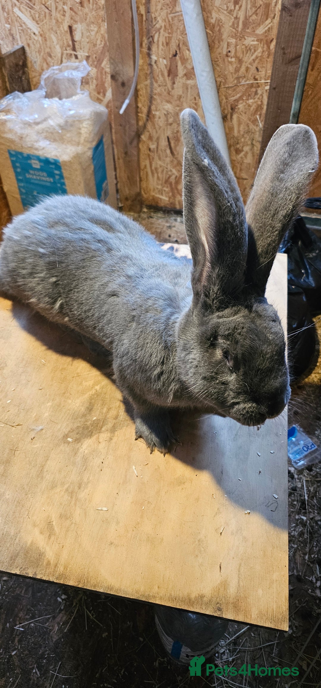 Continental Giant rabbits for sale: Continental Giants Merle - Image 27