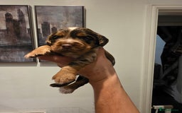 Cocker Spaniel dogs for sale: Kc registered mixed litter - Image 1