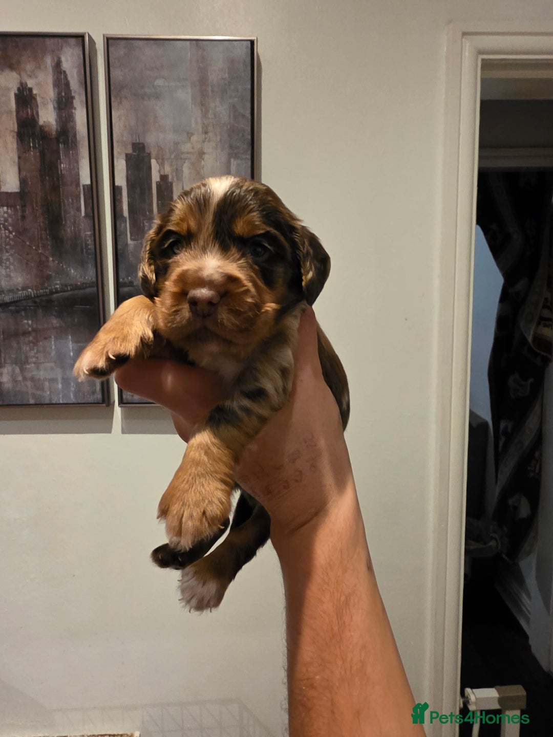 Cocker Spaniel dogs for sale: Kc registered mixed litter - Image 1