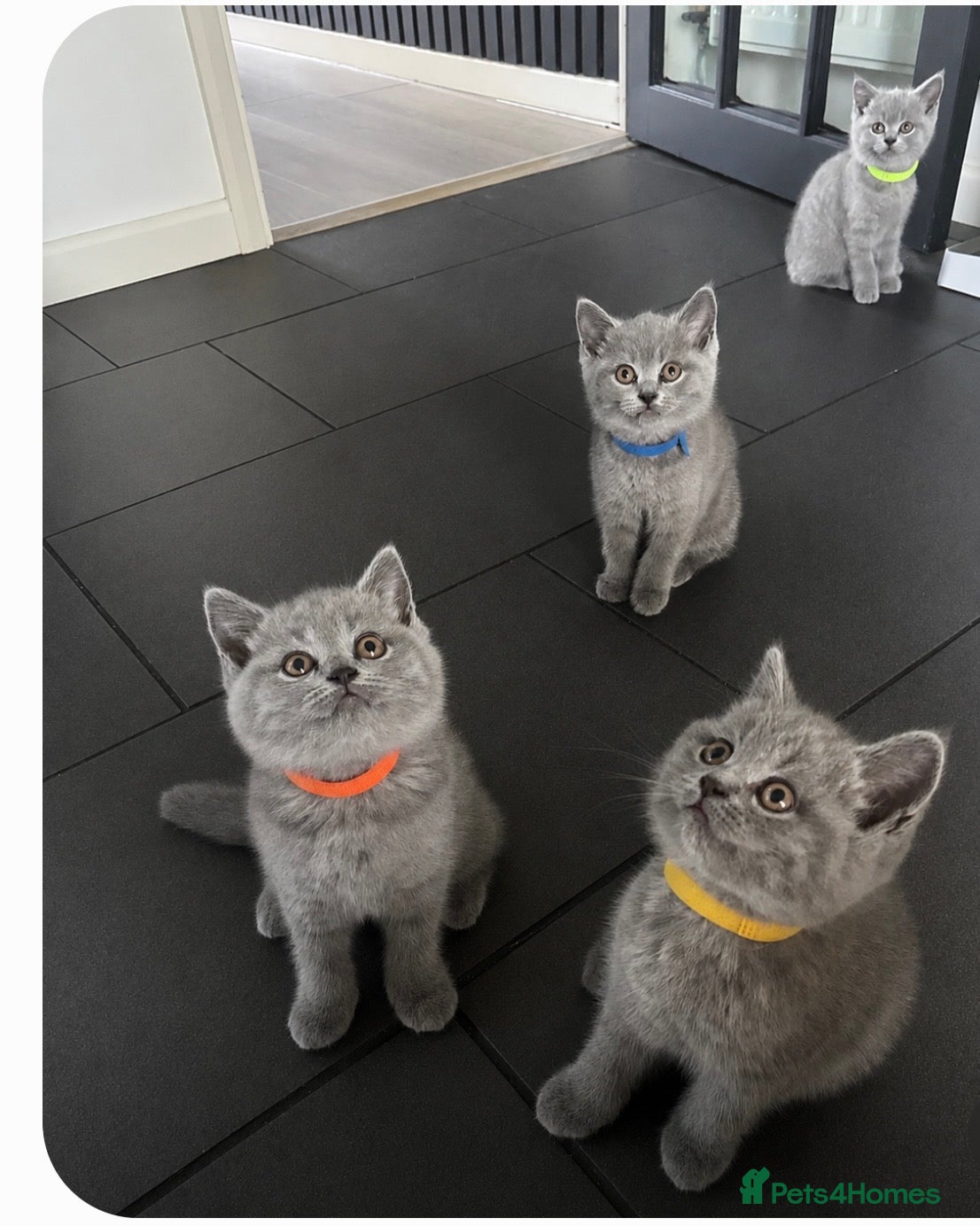 British Shorthair cats Bsh kittens blue ready to leave tomorrow  - Advert 2