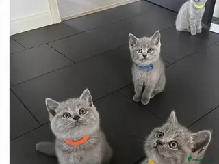 British Shorthair cats Bsh kittens blue ready to leave tomorrow - Advert 5