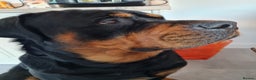Rottweiler dogs for stud: Bruno the Rottweiler Stud Services in Wrexham - Advert 11