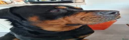 Rottweiler dogs for stud: Bruno the Rottweiler Stud Services in Wrexham - Advert 11