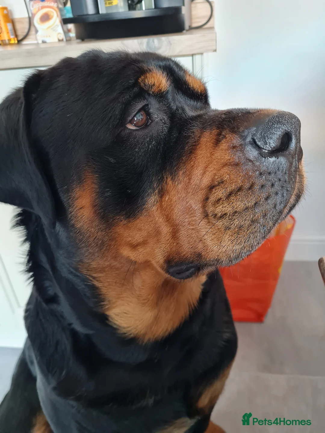 Rottweiler dogs for stud: Bruno the Rottweiler Stud Services in Wrexham - Advert 11