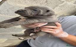 Cane Corso dogs for sale: Top Quality Purebred 8 Blue Cane Corso Puppies  - Advert 8