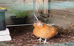 Chickens poultry for sale: Young Laying Hen for Sale - Image 4