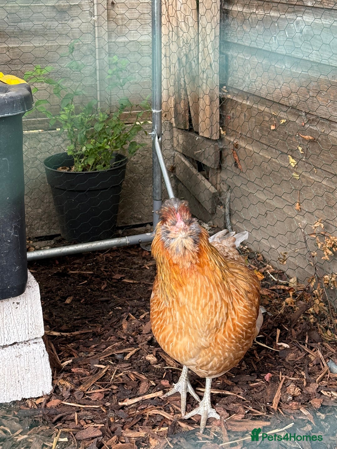 Chickens poultry for sale: Young Laying Hen for Sale - Image 4