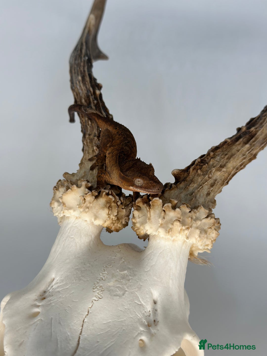 Gecko reptiles for sale: Young crested geckos various morphs Unsexed  - Image 4