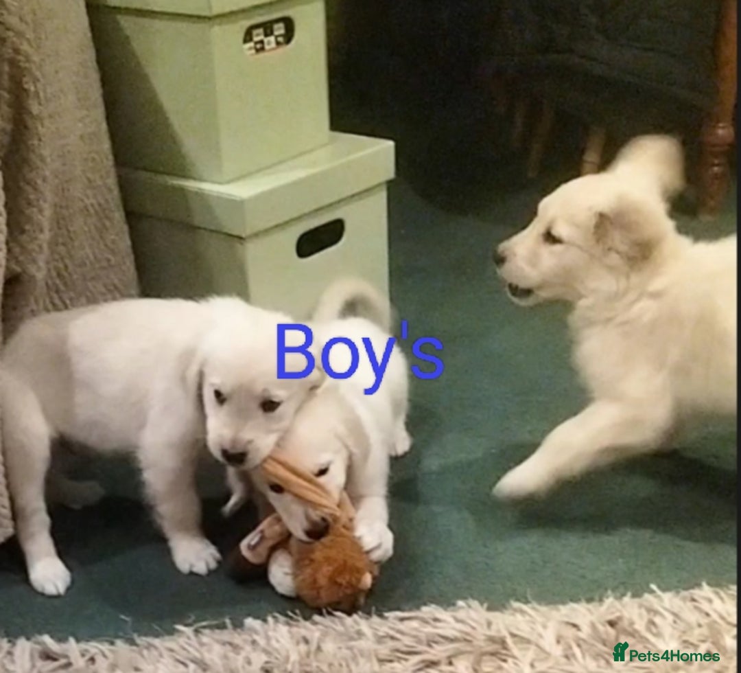 Golden Retriever dogs for sale: GOLDEN RETRIEVER PUPS - Advert 4