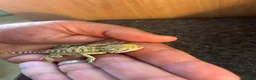 Dragon reptiles for sale: Rankins dragons - Advert 4