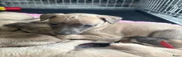 Whippet dogs for sale: Beautiful Blue brindle whippets for sale  - Advert 23