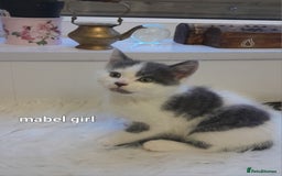 Siamese cats for sale: Bi colour blue and white kittens - Image 29