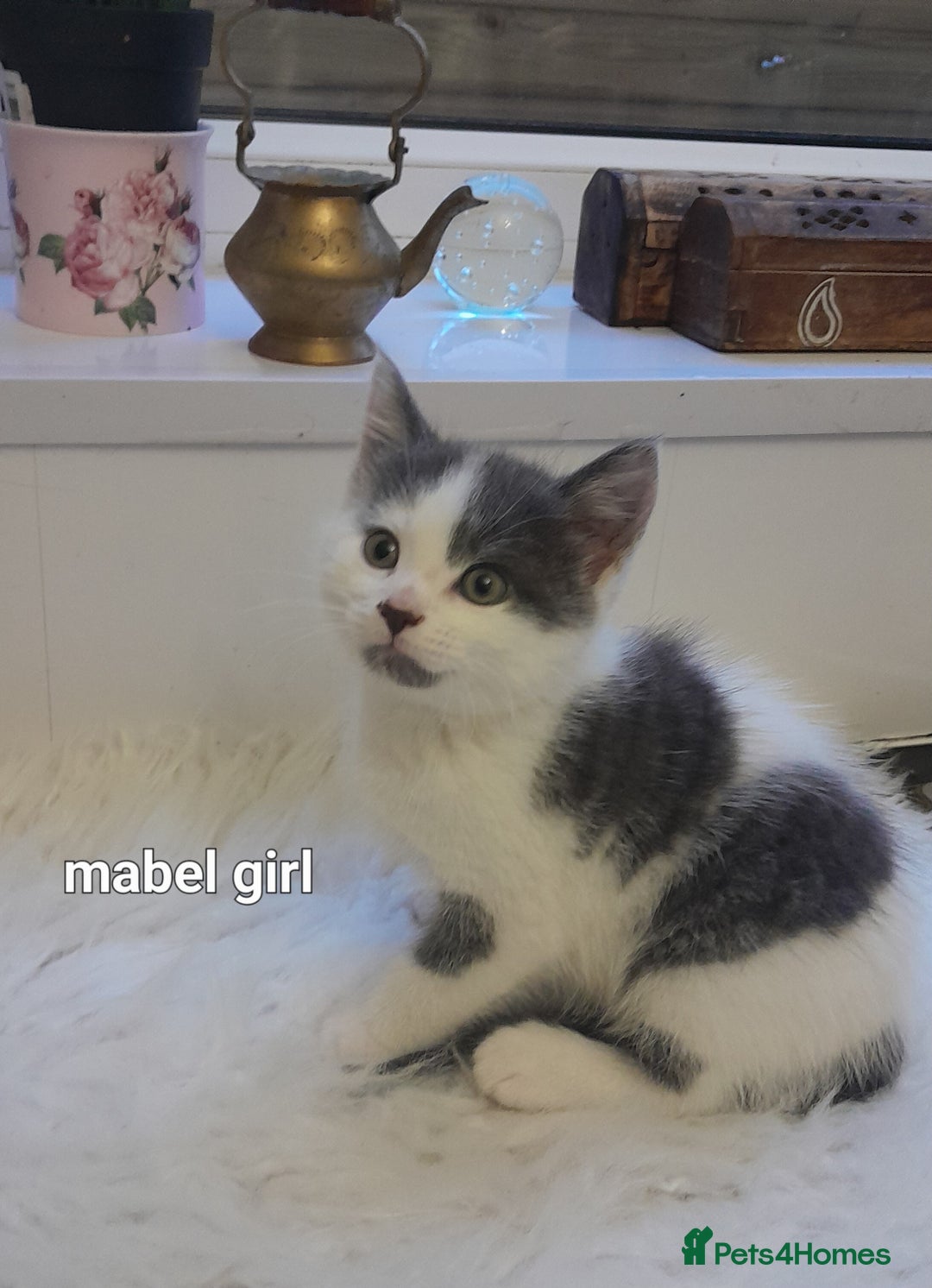 Siamese cats for sale: Bi colour blue and white kittens - Image 29