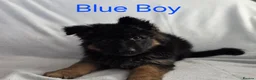 German Shepherd dogs for sale: Gorgeous German Shepherd Puppies For Sale - Advert 18