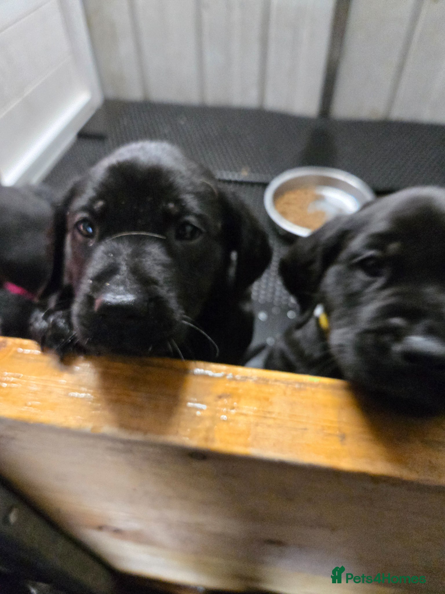 Labrador Retriever dogs for sale: Exceptionally well bred KC reg Working Labradors - Advert 3
