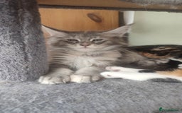 Maine Coon cats for sale: Maine Coon Kitten 3 - Fully health tested and Tica registered  - Image 23