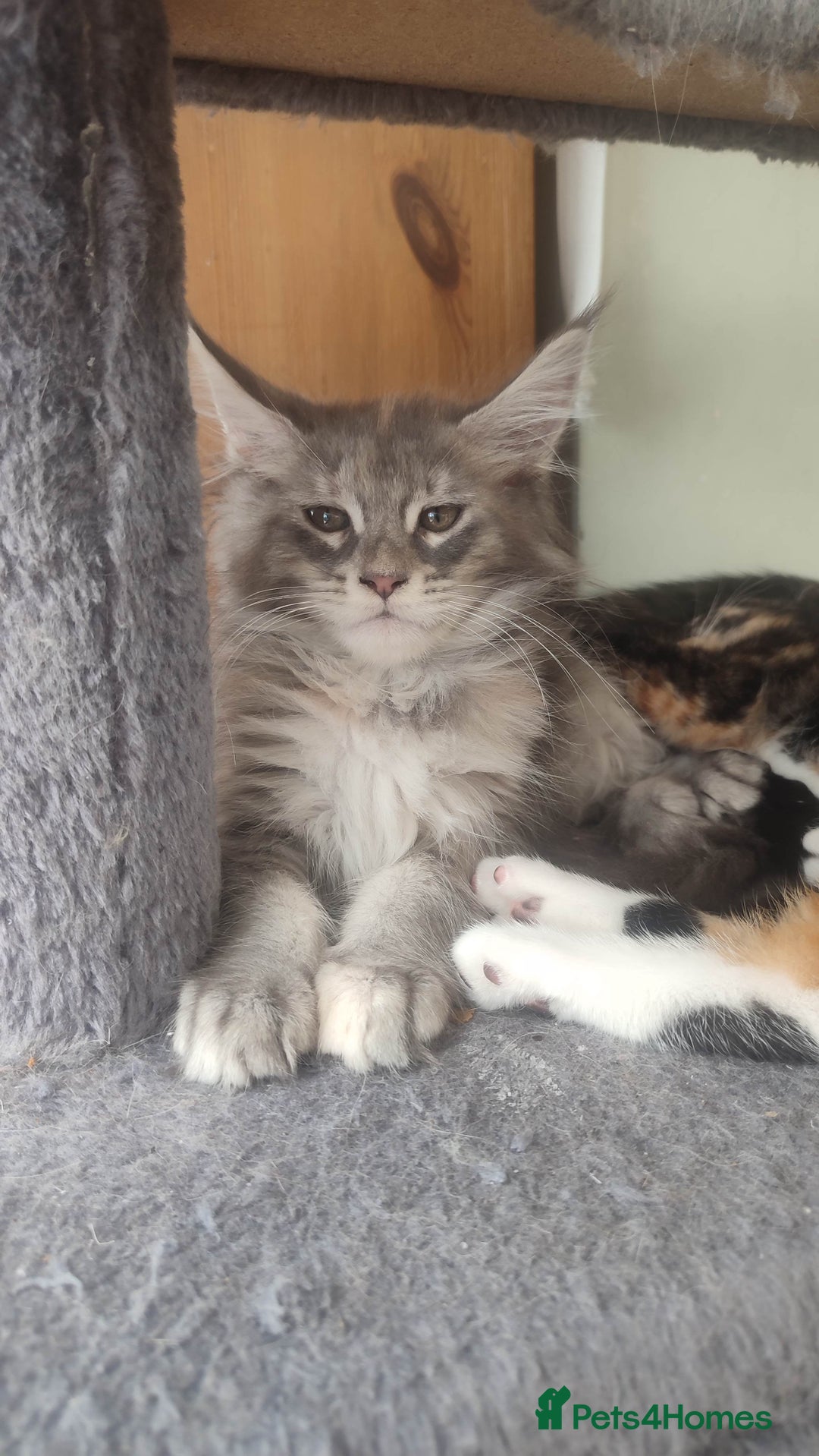 Maine Coon cats for sale: Maine Coon Kitten 3 - Fully health tested and Tica registered  - Image 23