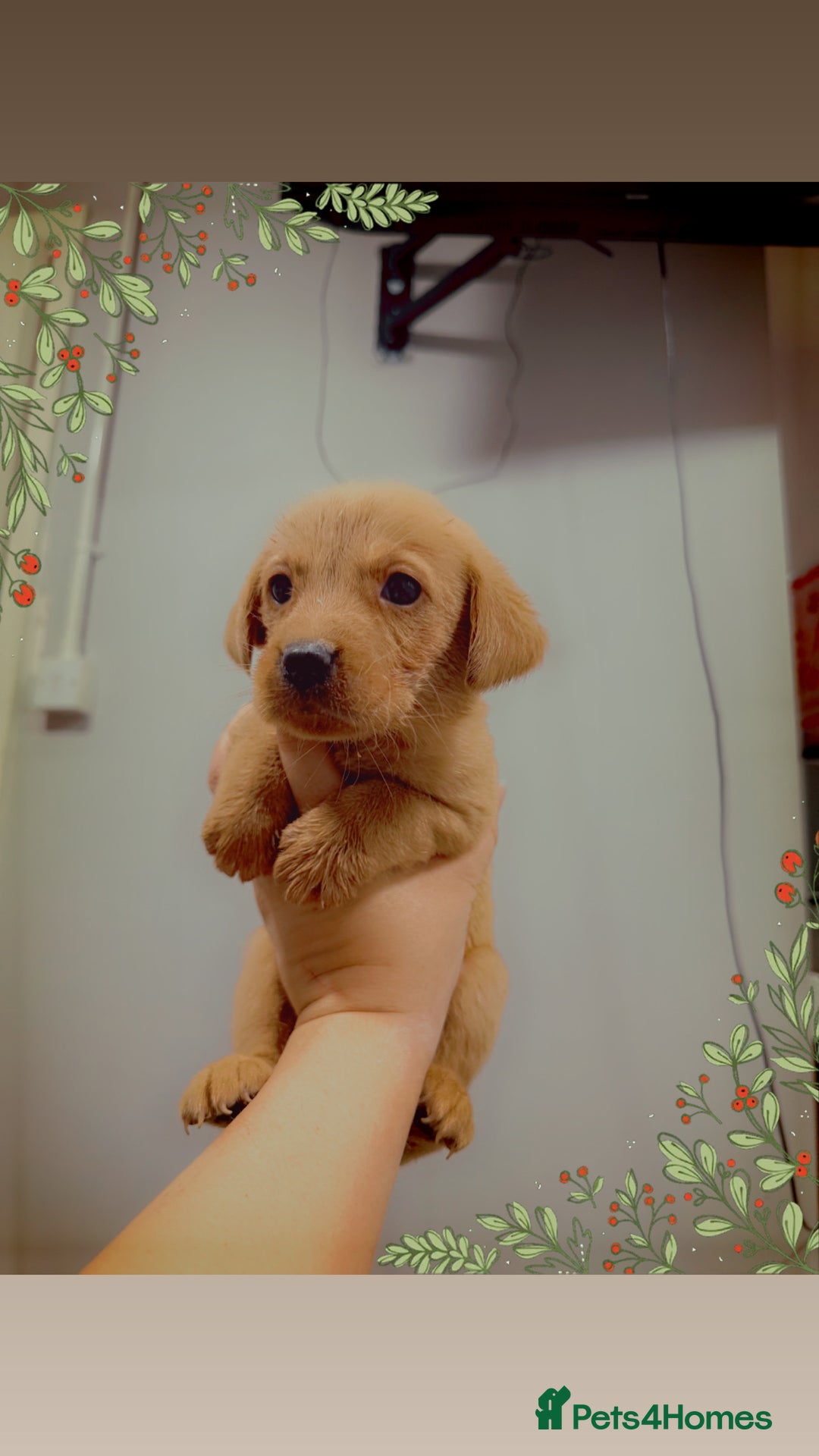 Labrador Retriever dogs for sale: Beautiful, fox red labradors - Advert 17