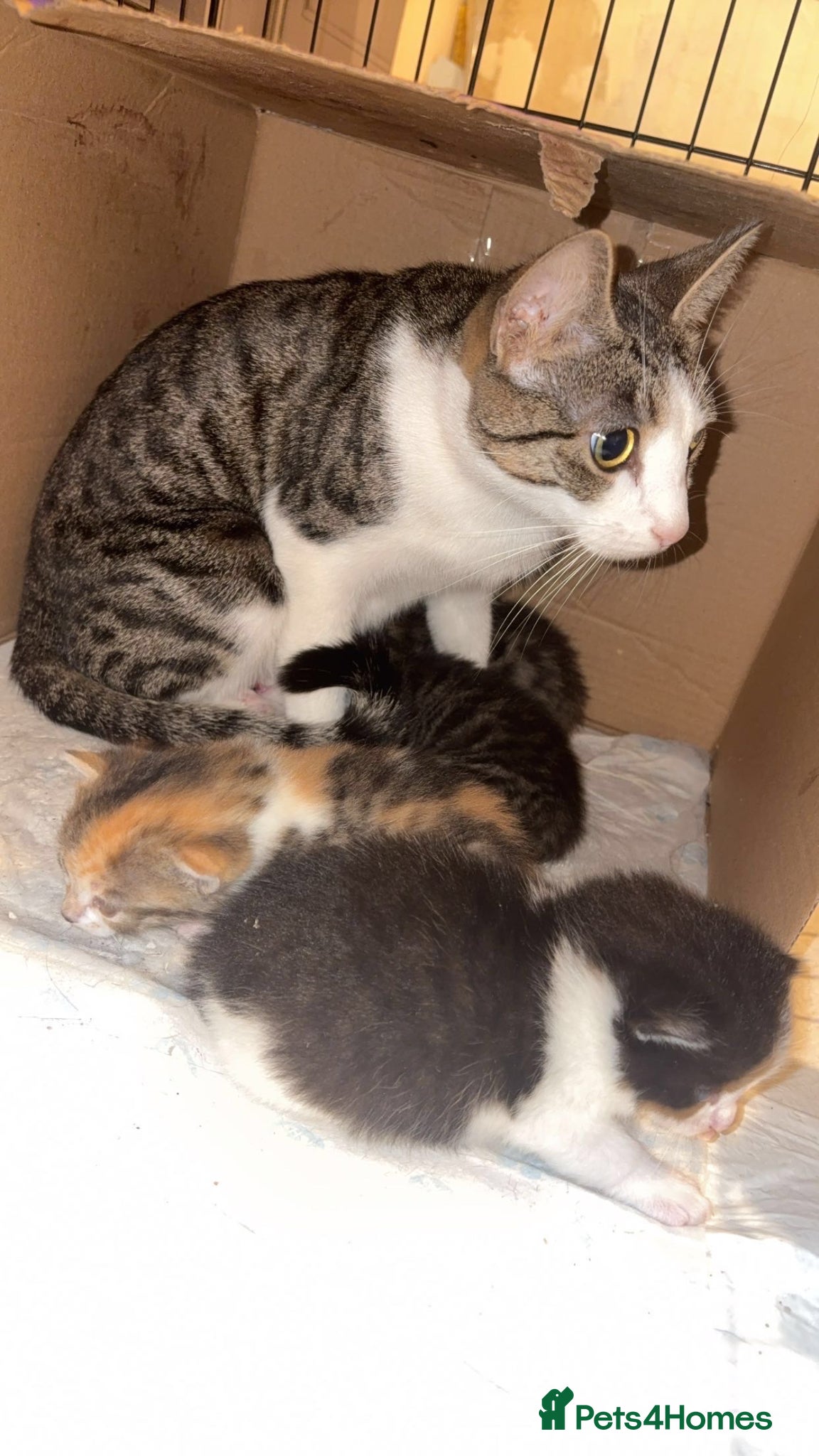 Mixed Breed cats for sale: Kittens due 5th july  in Liverpool - Advert 2