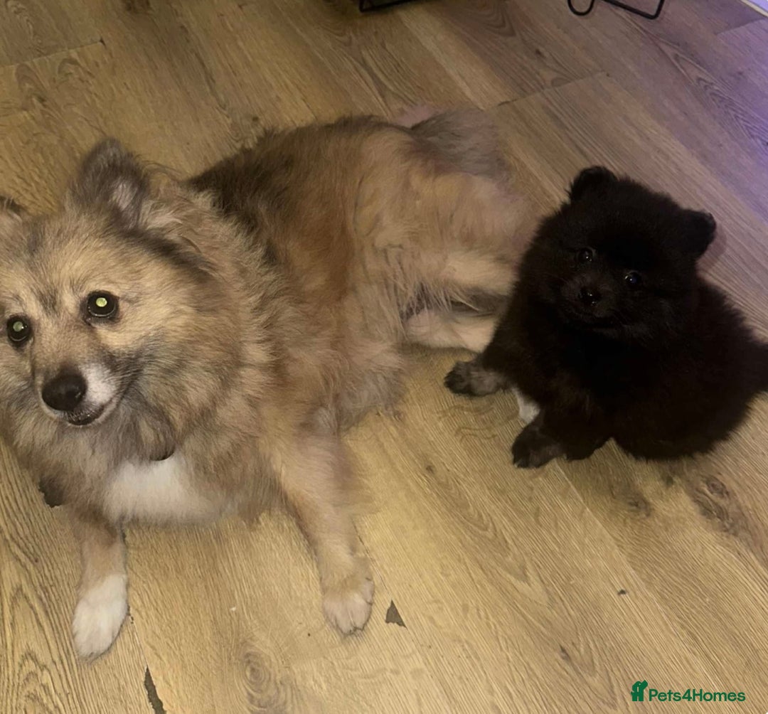 Pomeranian dogs for sale: Pomeranian puppy girl  - Image 4