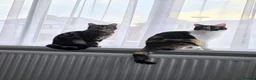 Domestic Shorthair cats for sale: Kittens for sale - Advert 22