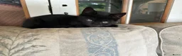 Mixed Breed cats for sale: Two black kittens 9 weeks  - Advert 3
