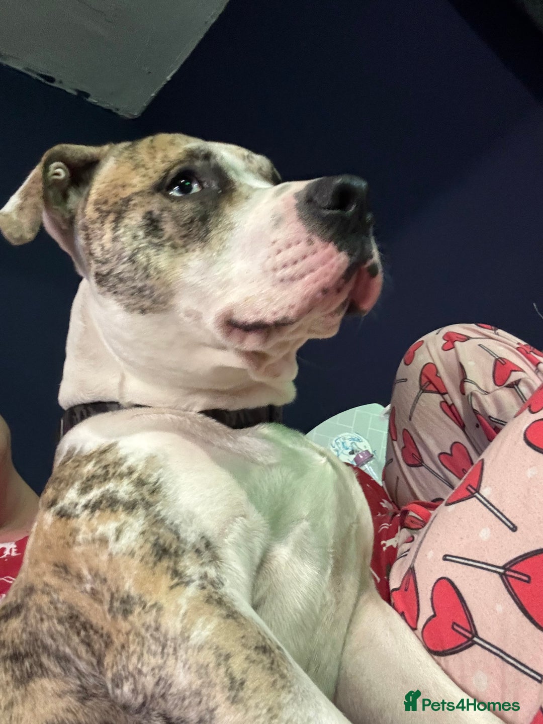 American Bulldog dogs for sale: 1 year old American bulldog  - Advert 8