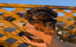 Dachshund dogs for sale: KC Register Standard Wirehaired Dachshund Puppies in Lincoln - Image 18