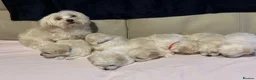 Maltese dogs for sale: Maltese puppies - Advert 2