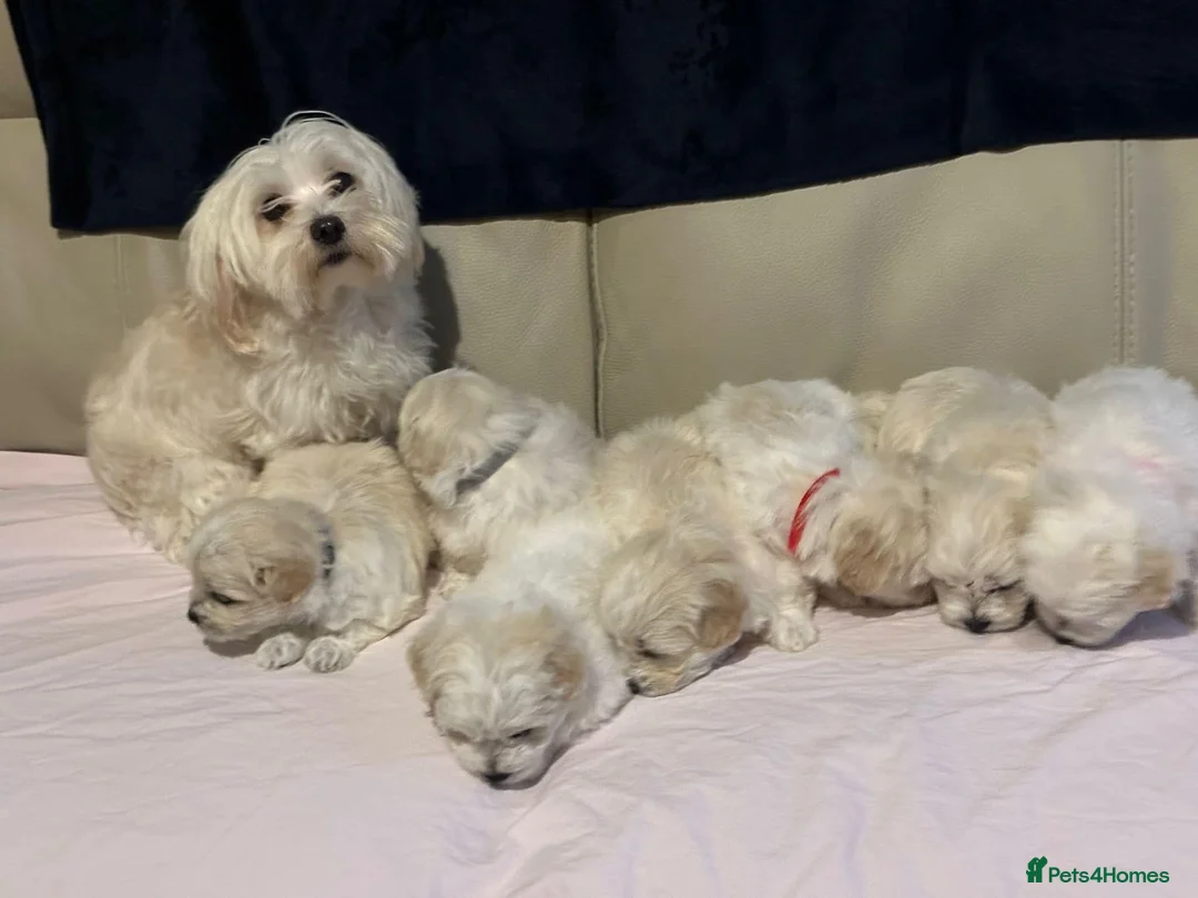 Maltese dogs for sale: Maltese puppies - Advert 2