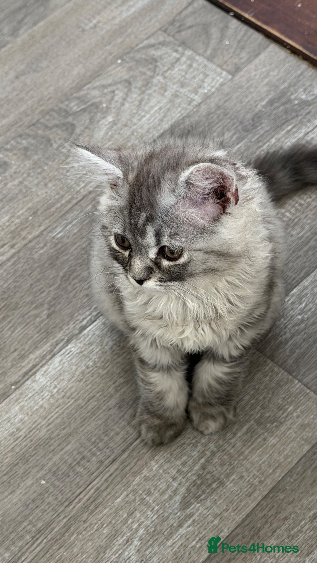 Persian cats Hans Solo — 11 Week Old Male Kitten - Ready Now - Advert 2