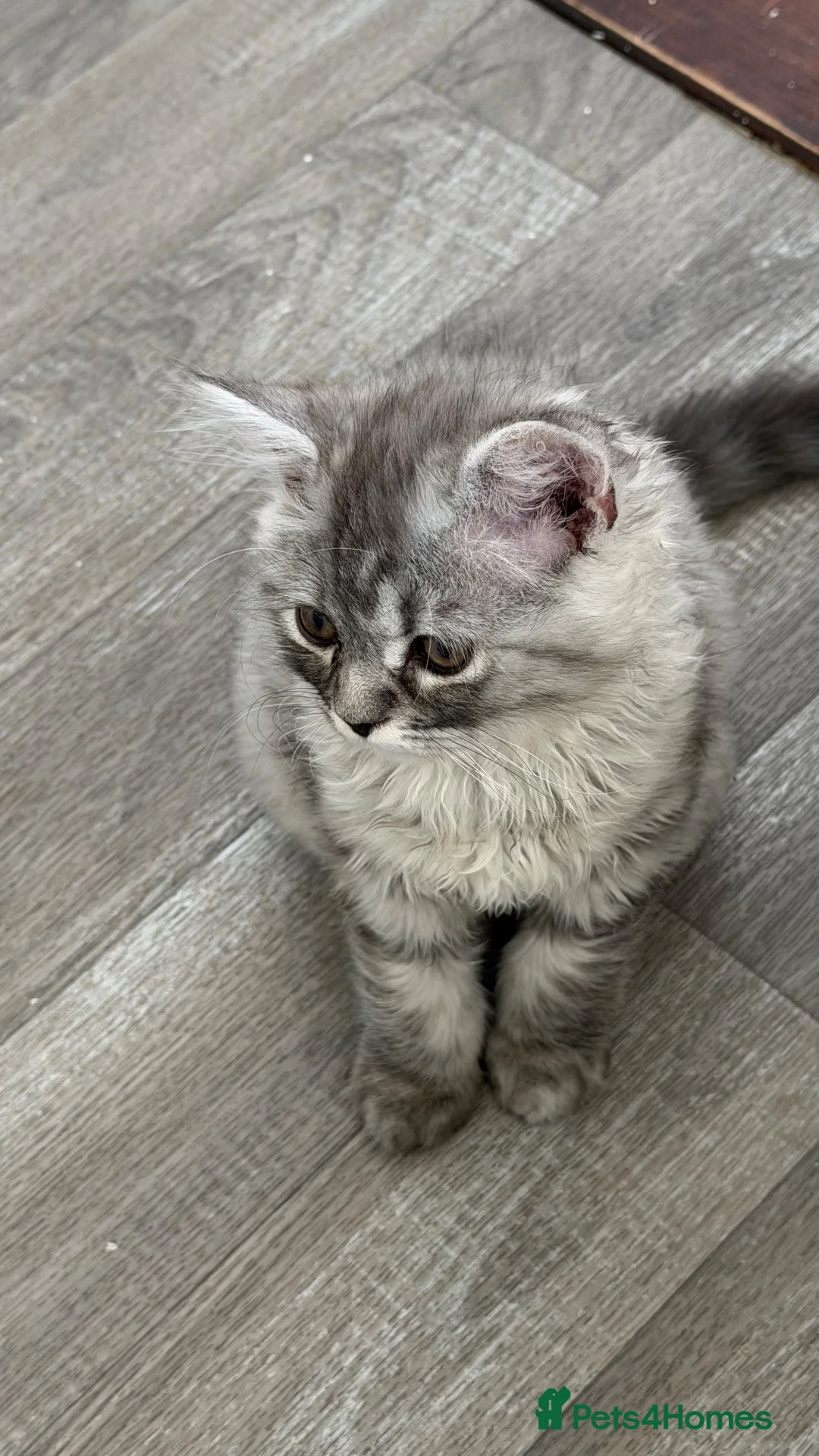 Persian cats for sale: Hans Solo — 11 Week Old Male Kitten - Ready Now - Advert 1