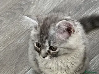 Persian cats Hans Solo — 11 Week Old Male Kitten - Ready Now - Advert 6