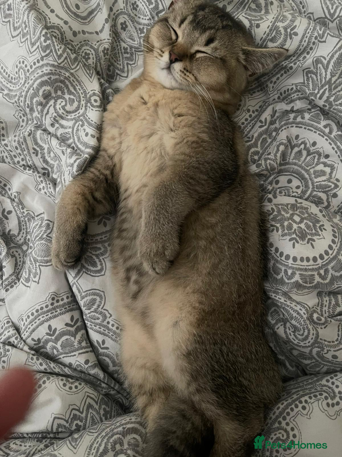 British Shorthair cats RARE LOOKING BRITISH SHORTHAIR - Advert 1