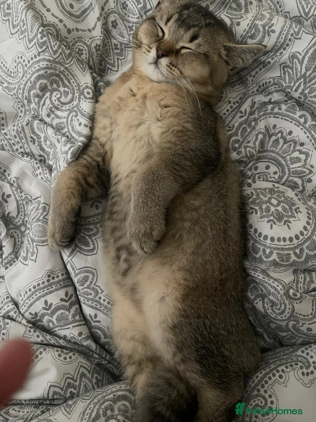 British Shorthair cats for sale: RARE LOOKING BRITISH SHORTHAIR - Advert 1