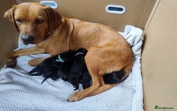 Labrador Retriever dogs for sale: KC registered puppies, health tested parents - Image 2