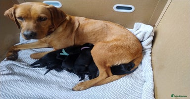 Labrador Retriever dogs - Advert 1