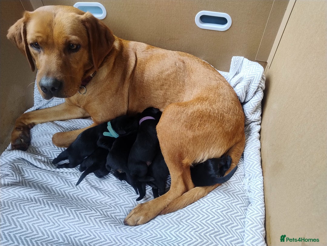 Labrador Retriever dogs for sale: KC registered puppies, health tested parents - Image 2