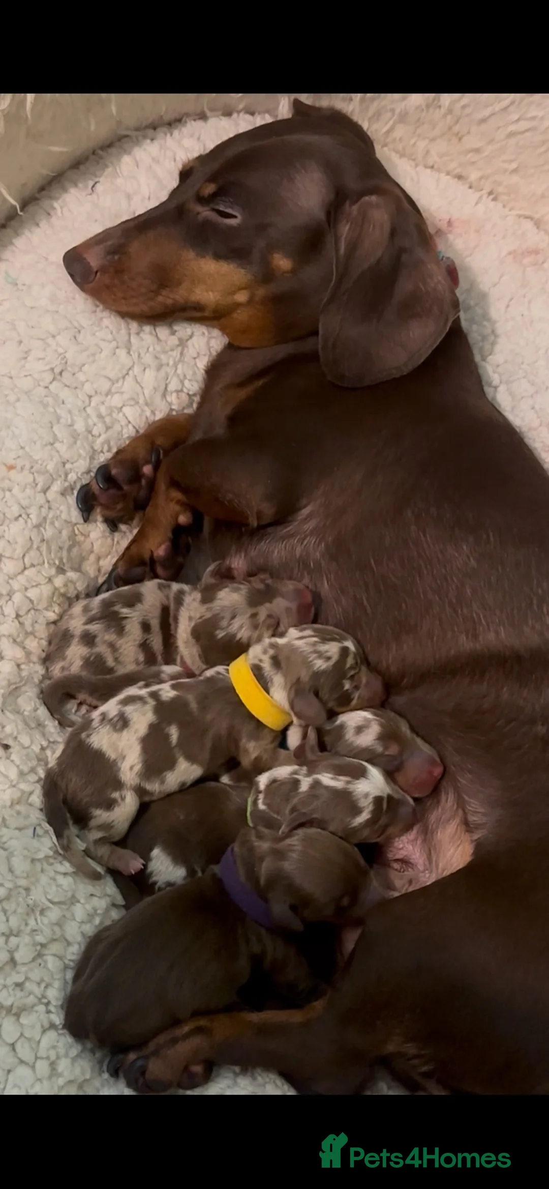 Dachshund dogs for stud: PROVEN STUD K.C reg long hair dapple dachshund  - Advert 10