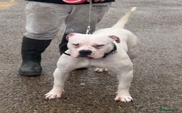 American Bulldog dogs for stud: Male stud  - Image 2