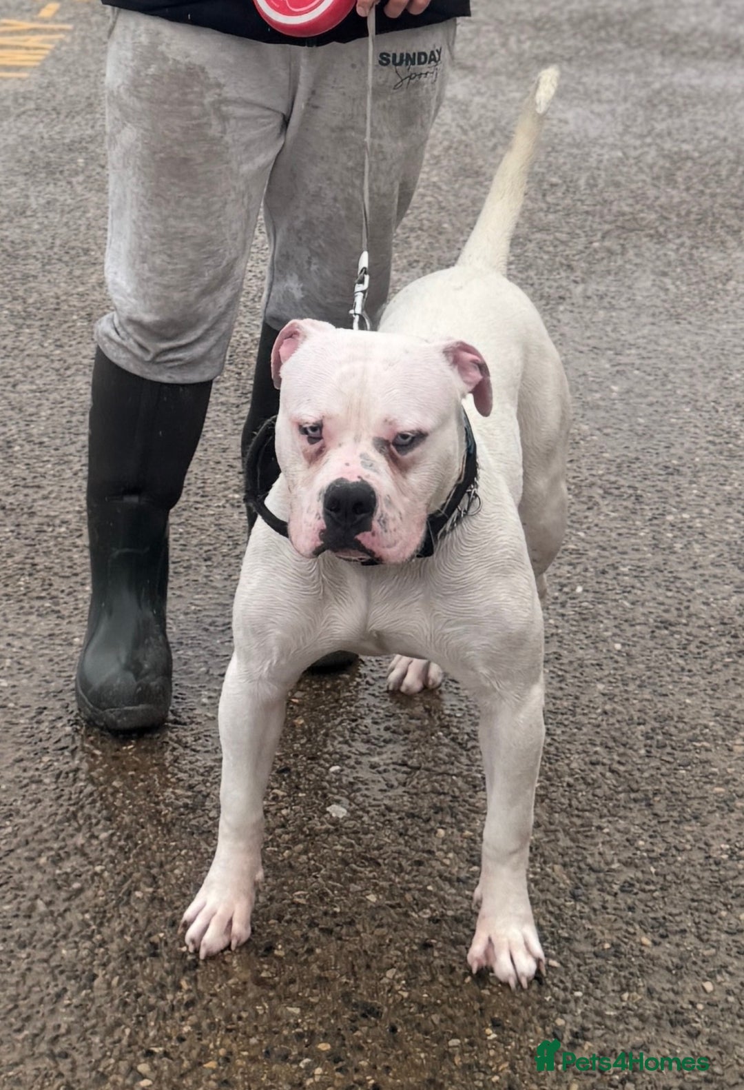 American Bulldog dogs for stud: Male stud  - Image 2