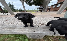 Goldador dogs for sale: GORGEOUS GOLDADORS  - Image 4