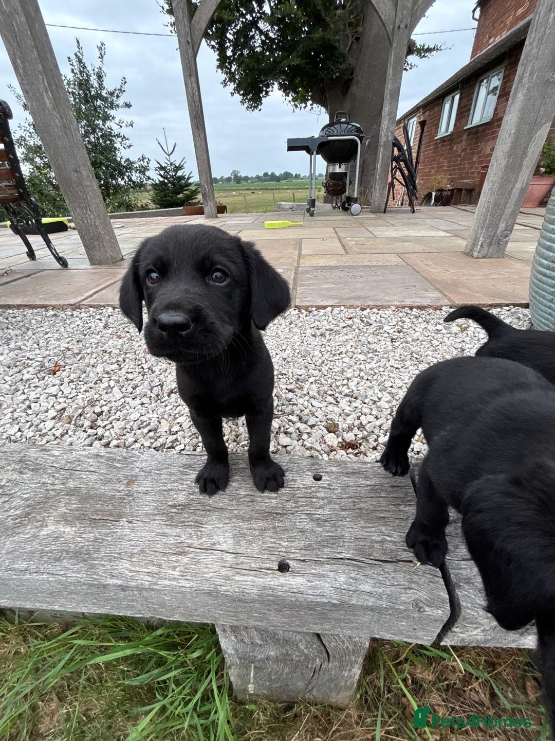 Goldador dogs for sale: GORGEOUS GOLDADORS  - Image 4