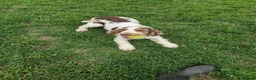 Cocker Spaniel dogs for stud: Show cocker Chocolate Roan stud - Advert 2