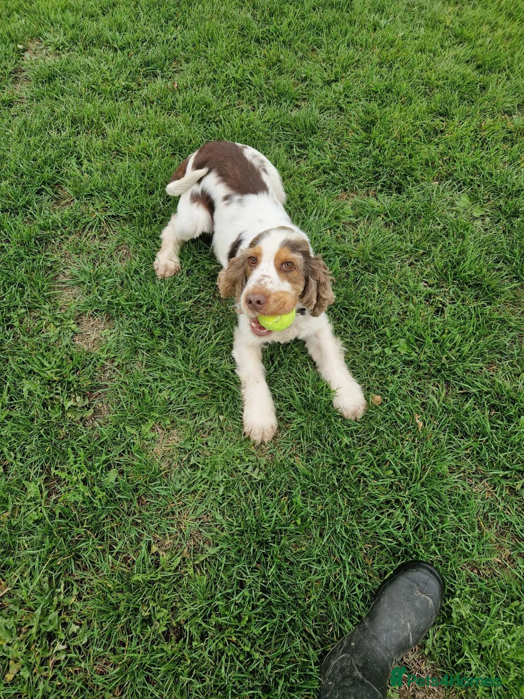 Cocker Spaniel dogs for stud: Show cocker Chocolate Roan stud - Advert 2