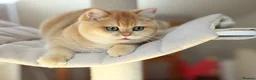 British Shorthair cats for sale: 🔥BRITISHSHORT HAIR KITTENS AND SCOTTISH FOLD 🔥 - Advert 14