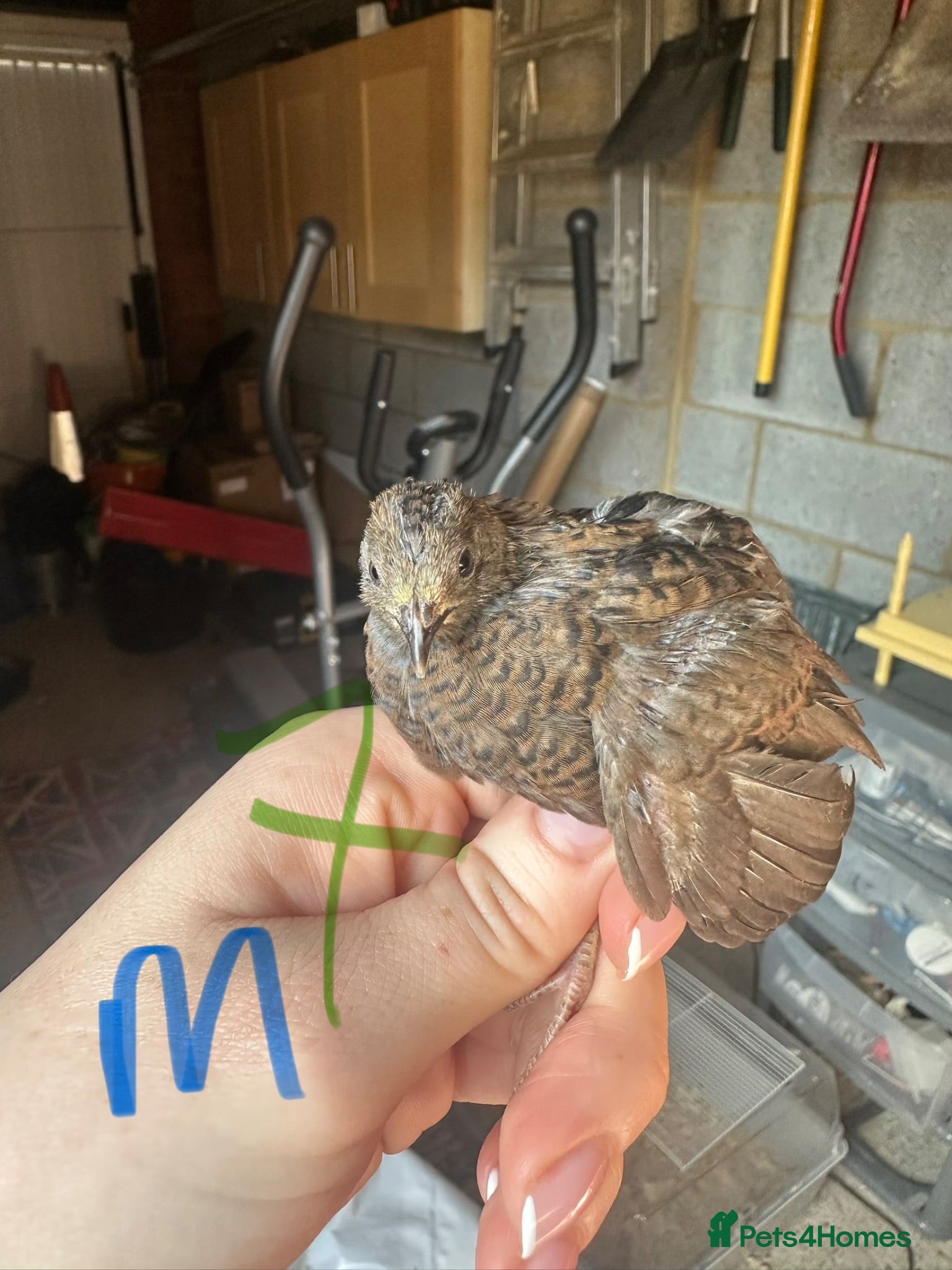 Quail poultry Chinese painted quails - Advert 20